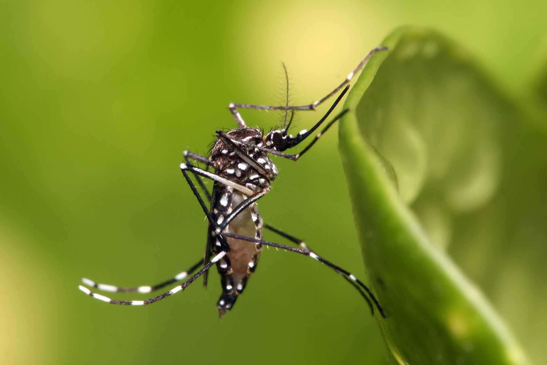 3-day dengue eradication program to commence today