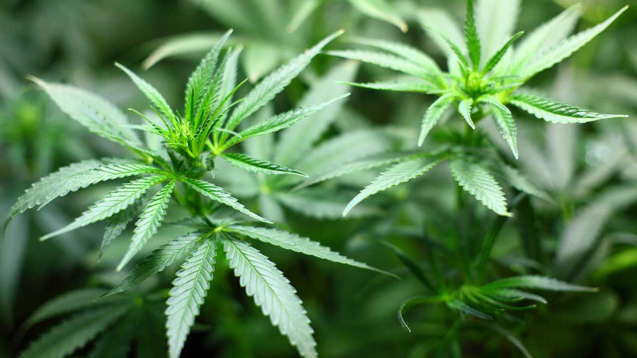 22 year old arrested in a Cannabis raid 