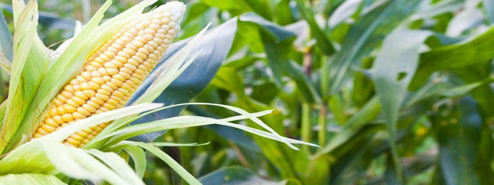 JICA & UNDP to deliver maize seeds