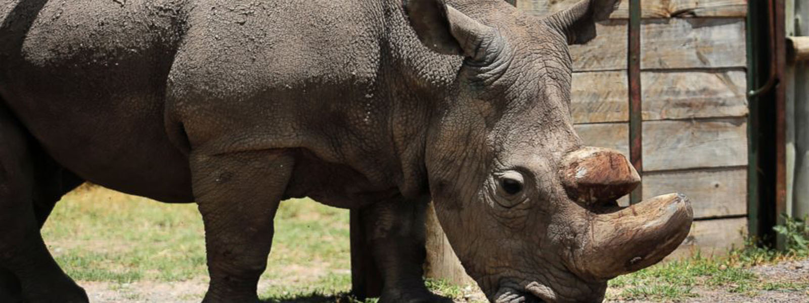 World's last male nothern white Rhino, Sudan dies