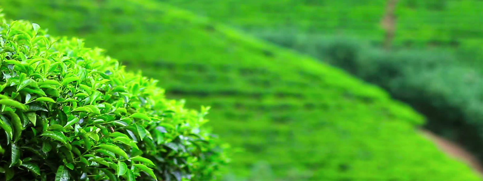 Sri Lankan tea export market under threat