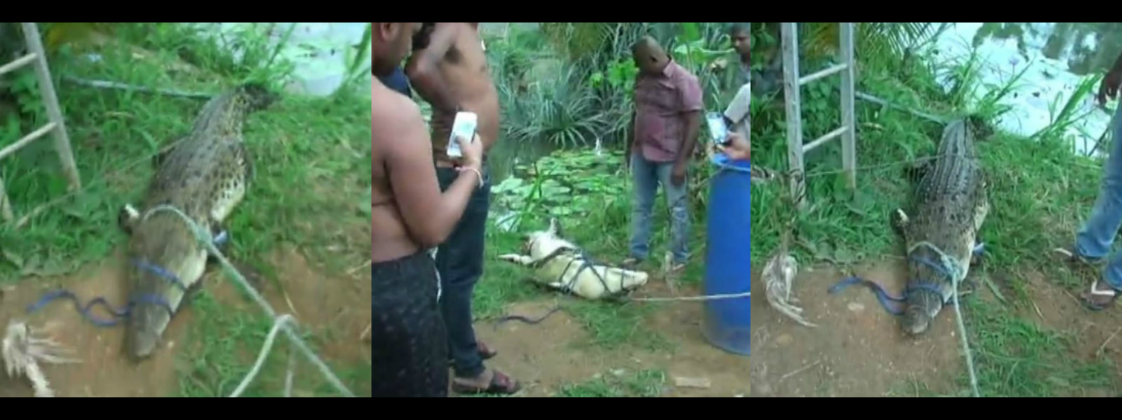 The crocodile that terrorized Siyanapura residents