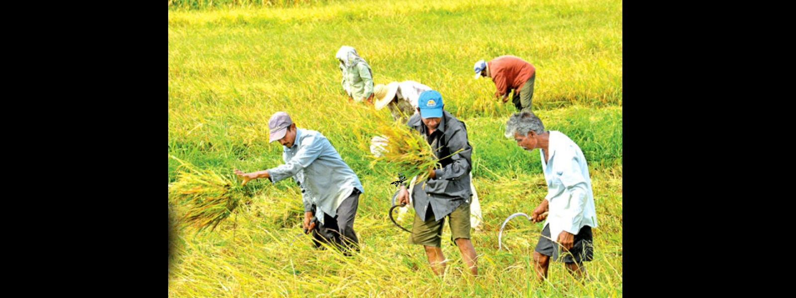 Paddy farmers to receive compensation