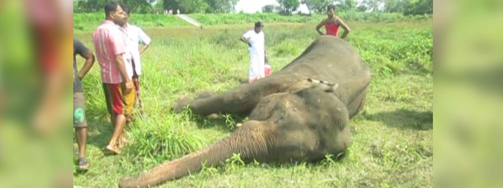 Dying Elephants' tusks sheared 