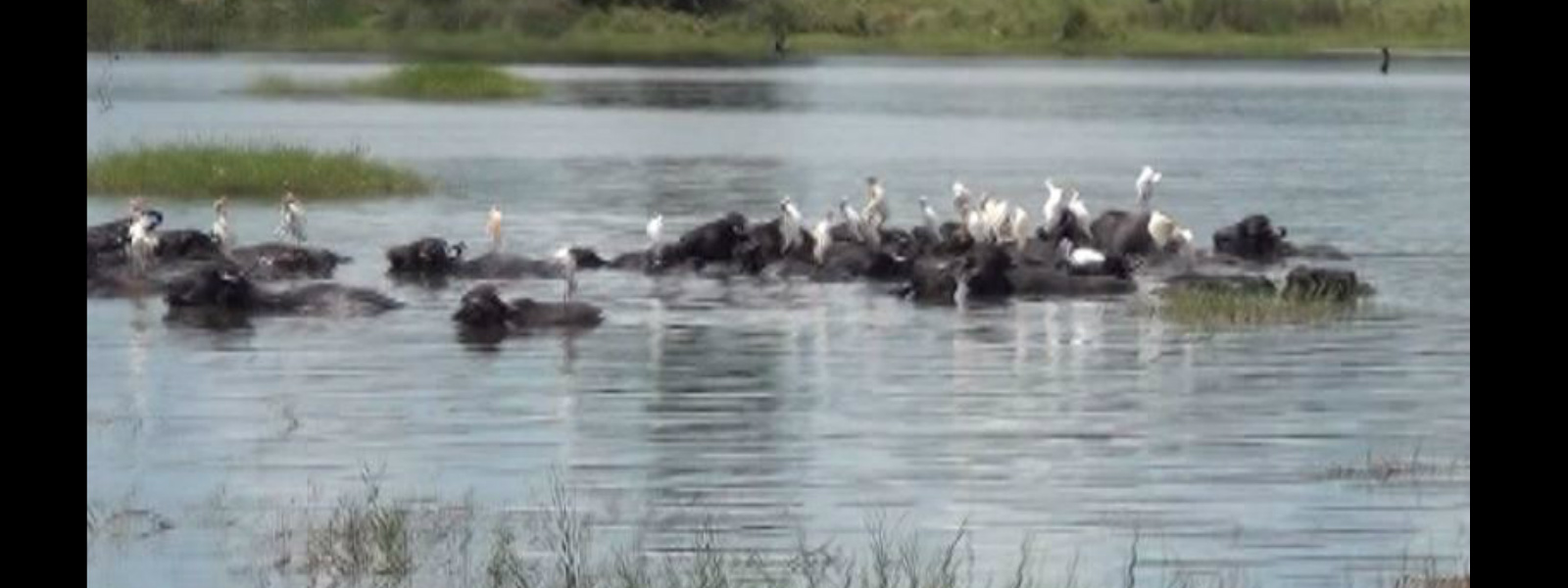 Farmers fight losing battle against buffaloes