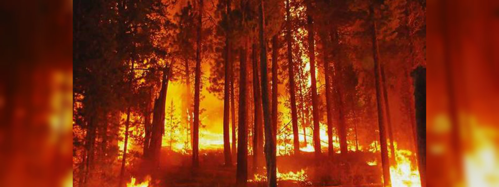 Forest torching in Badulla District on the rise
