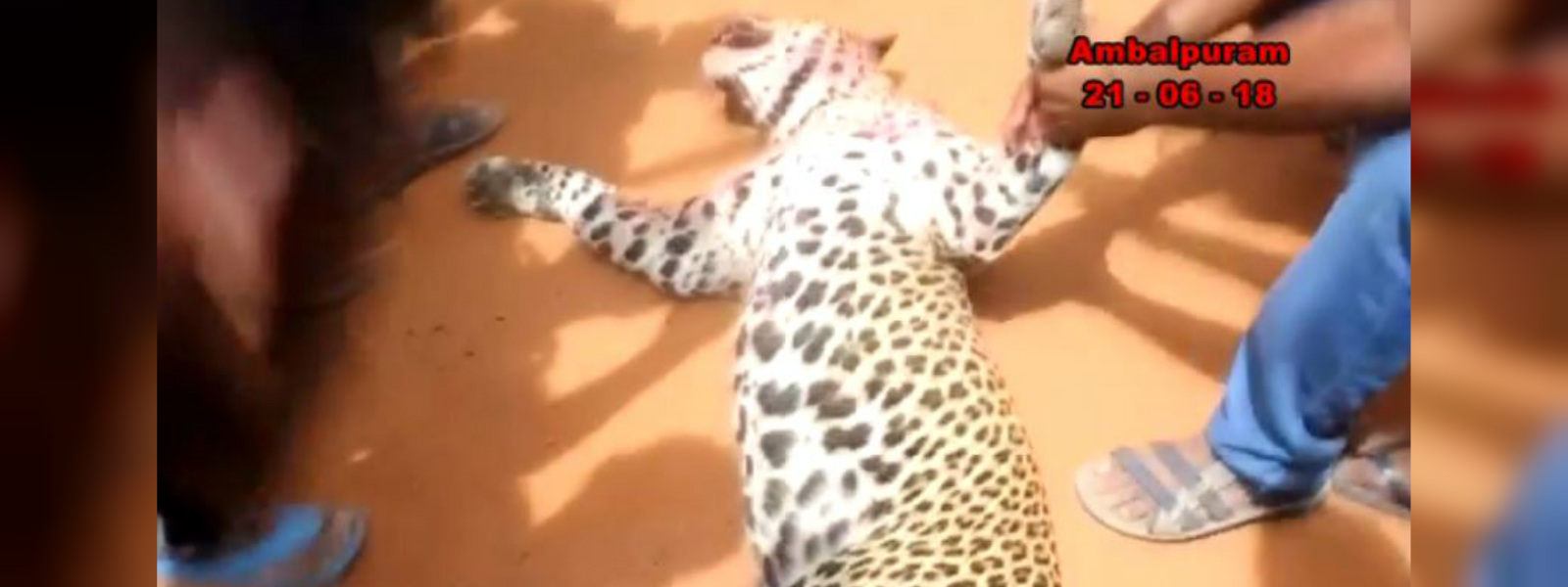 Suspect arrested in connection to leopard killing