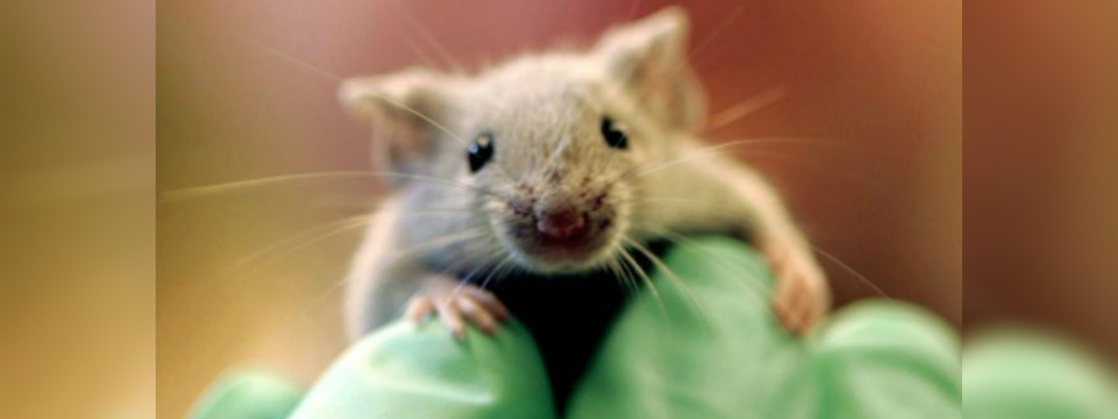 Cancer vaccine eliminates tumors in mice
