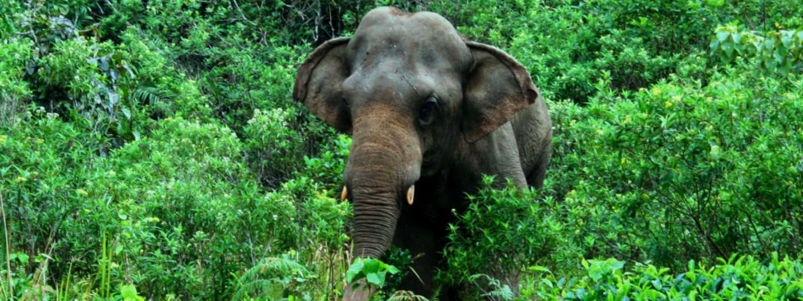 Move to relocate Sinharaja elephants, opposed