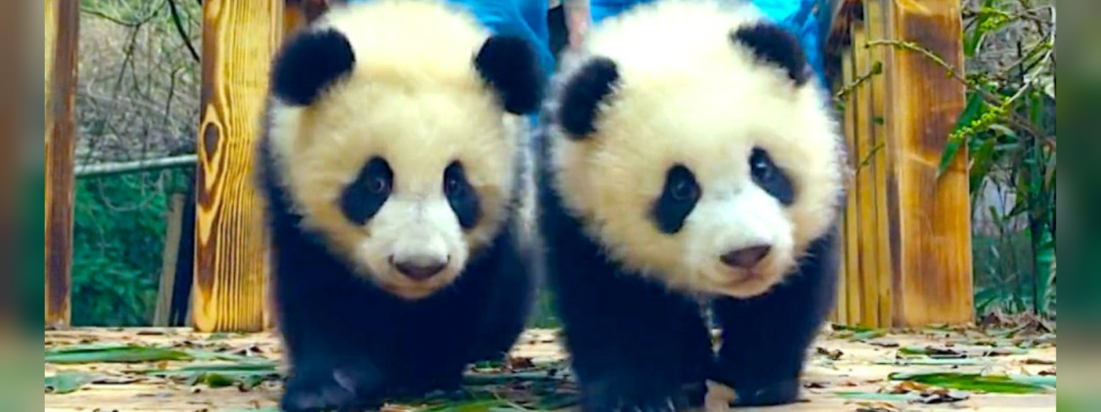 A new record by a pair of Pandas in Mexico