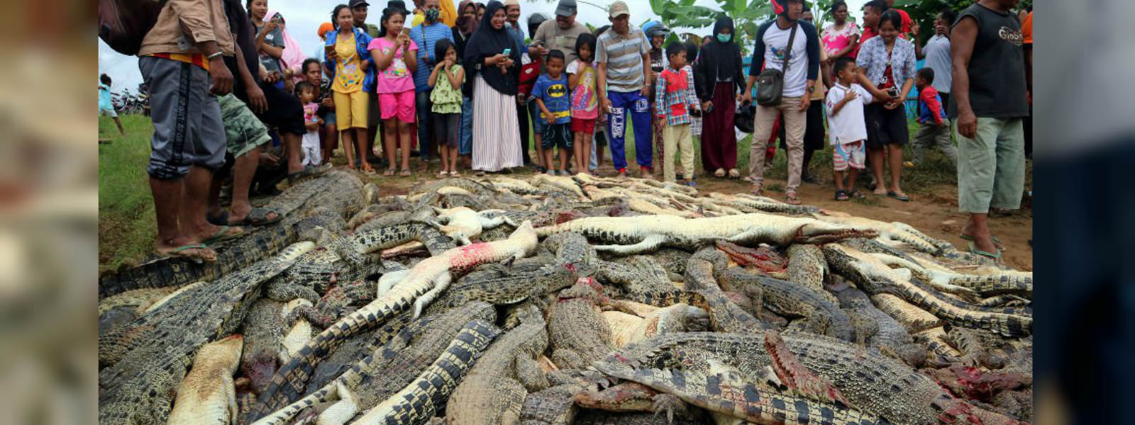 Villagers kill nearly 300 crocodiles