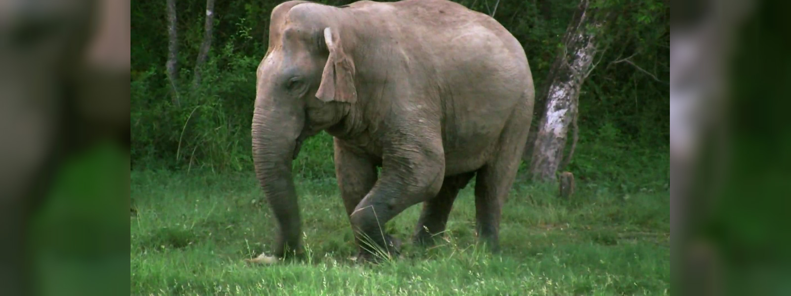 Human Elephant conflict claims a life