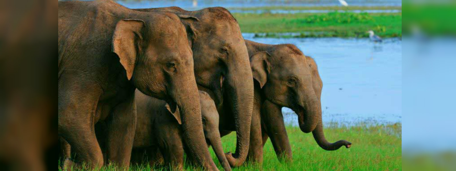 Chasing away Wild Elephants from Balangoda