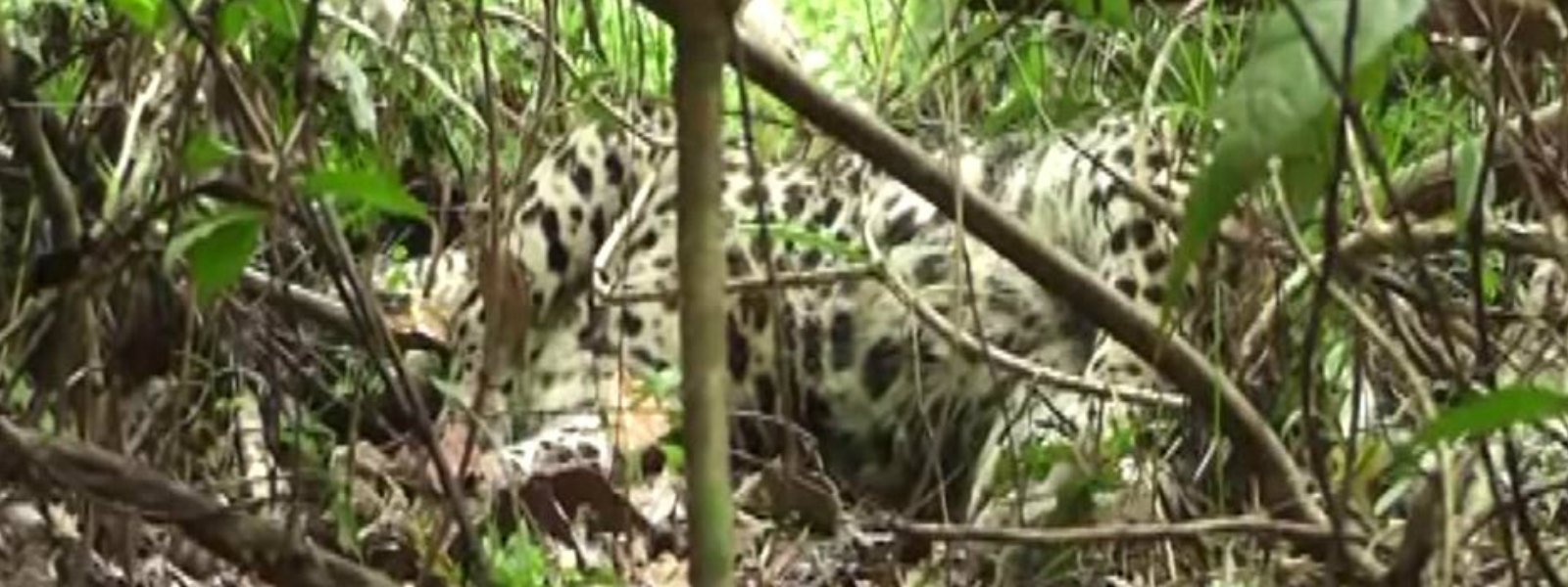 Leopards at risk due to snare traps