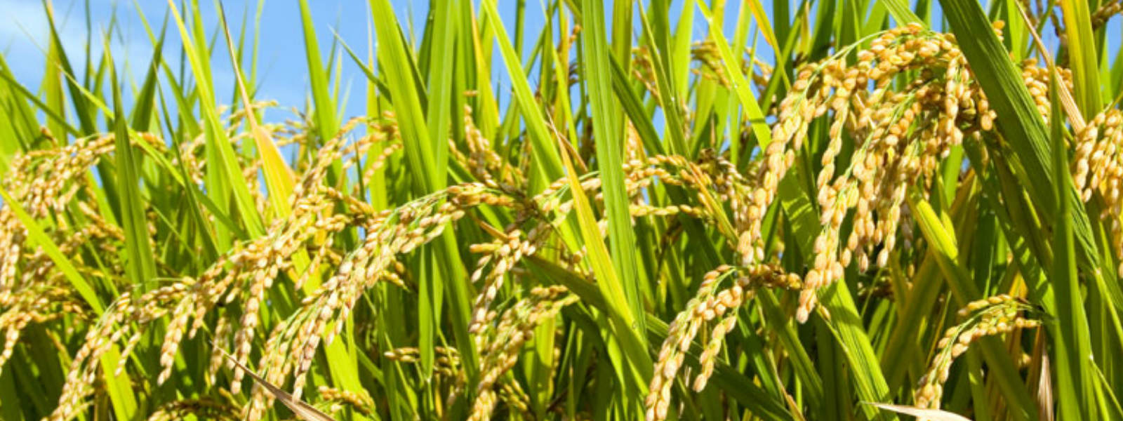 "Maha" season paddy purchasing begins 