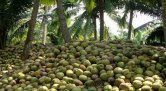 Coconut prices manipulated by middlemen