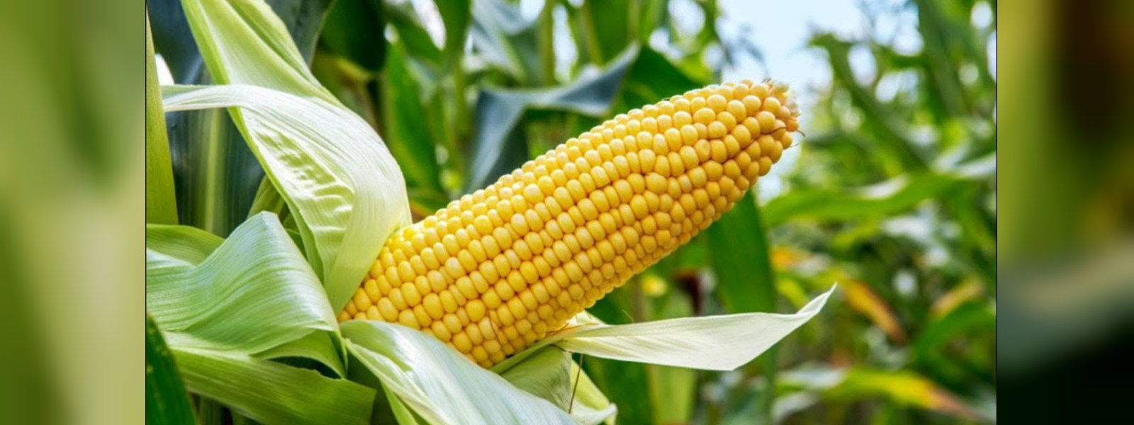 Government to announce certified price for corn