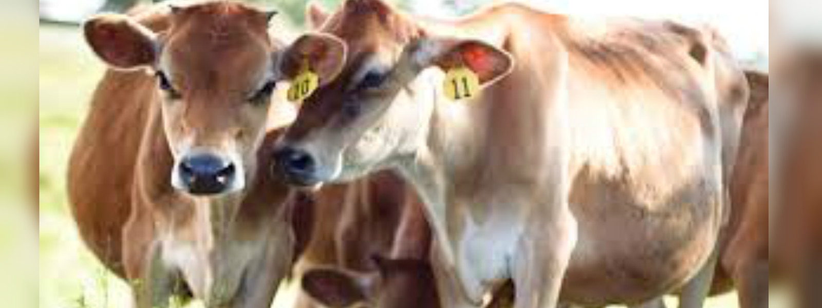 Govt to import 2,500 cows to boost milk production