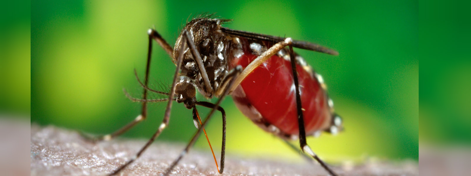 Beware of dengue 