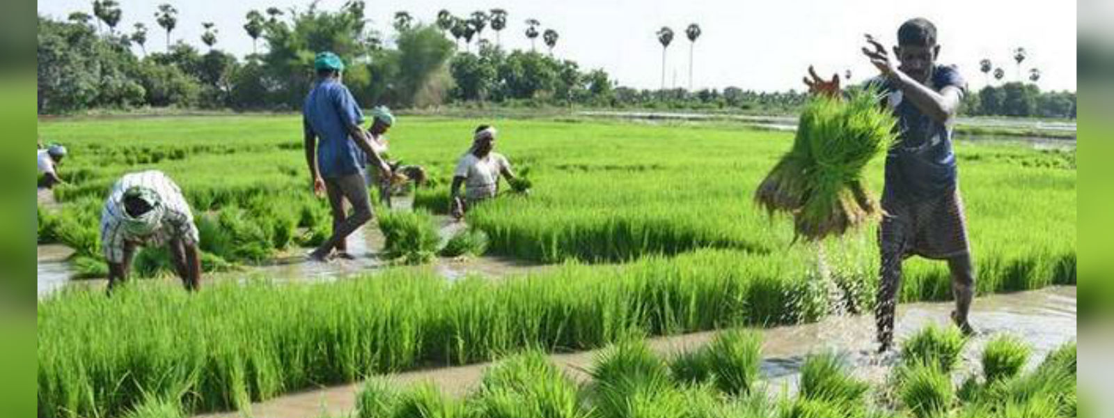 Sri Lanka eyes organic farming under PPP project