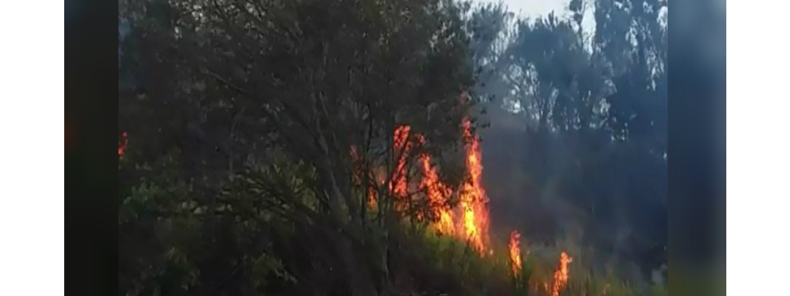 Wildfire wreaks havoc damaging forest reserves 