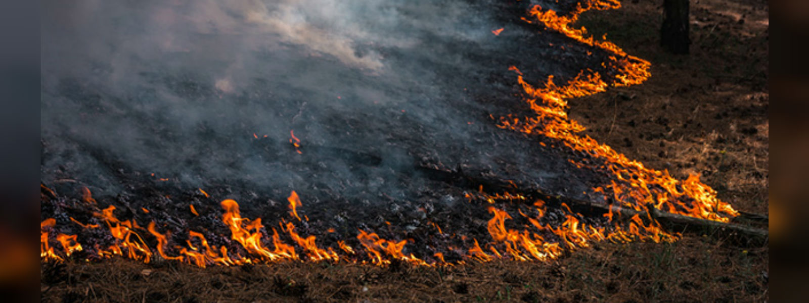 Man-made forest fires on the rise in Monaragala 