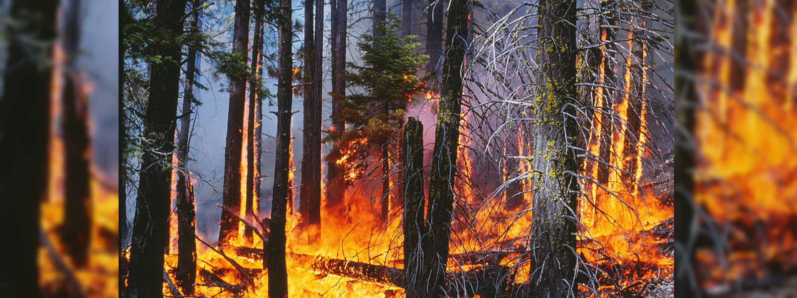 The threat of man made forest fires