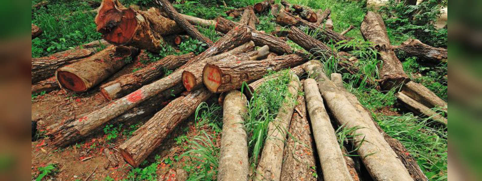 One arrested over illegal logging