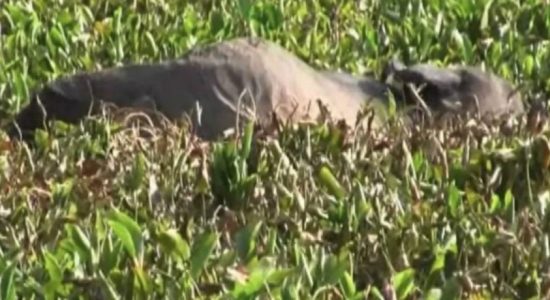  7 elephants found dead in a Polonnaruwa swamp