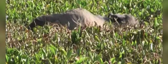 7 elephants found dead in a Polonnaruwa swamp