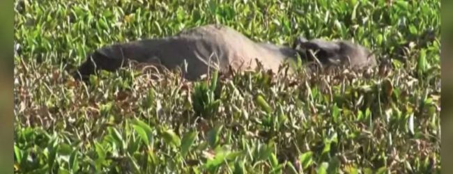 The jumbo problem faced by wildlife officials