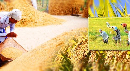 Government to increase purchase price of paddy