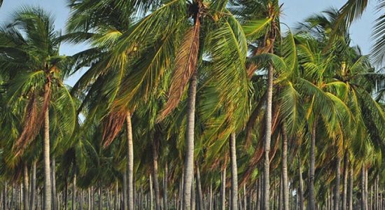 All coconut cultivation's to be registered