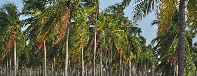All coconut cultivation's to be registered