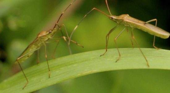 Pests destruct over 40,000 acres of paddy fields