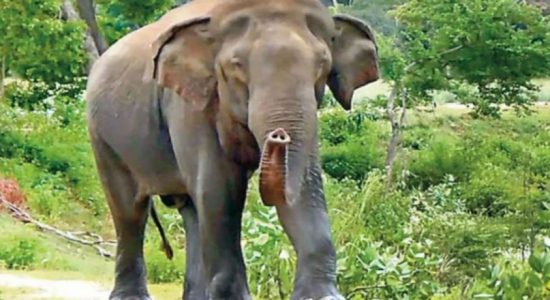 UPDATE : Four elephants killed in train collision