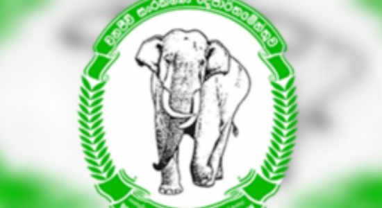 Wildlife officer killed in elephant attack