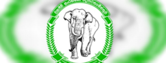 Wildlife officer killed in elephant attack