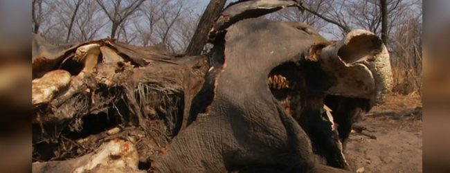 Botswana officials deny elephant carcasses found