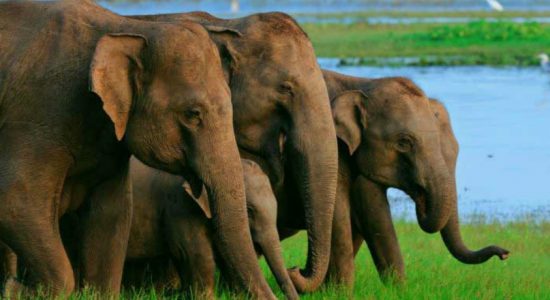 201 wild elephants reported dead in the year 2018 