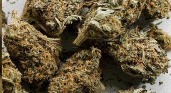 Over 114kg of Kerala Ganja discovered in scrubland