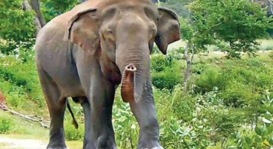 Foreign assistance to resolve elephant menace