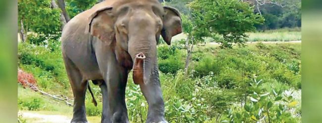 Foreign assistance to resolve elephant menace
