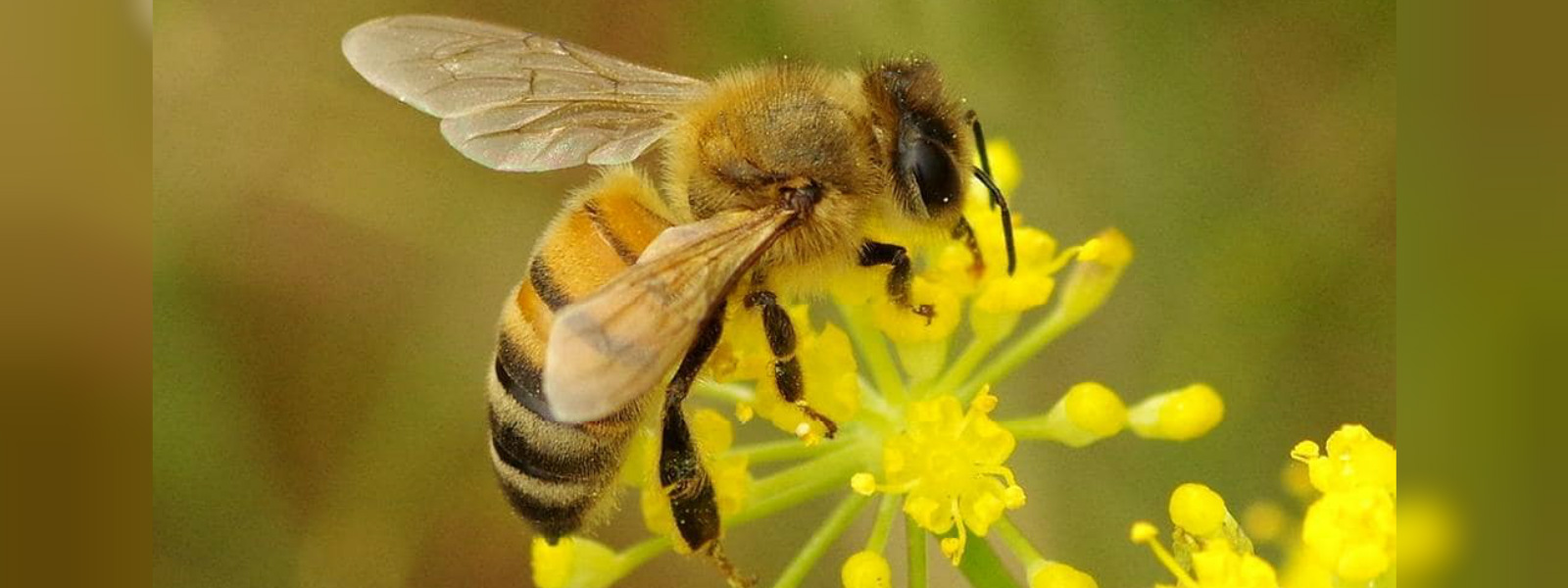 11 people in Bogawanthalawa attacked by bees