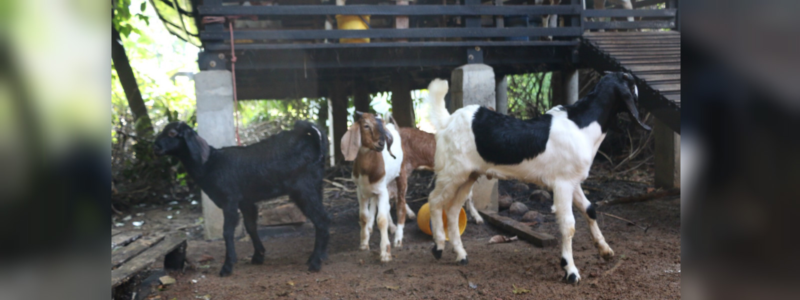 Wrong vaccination kills 100 goats in Gampola farm 