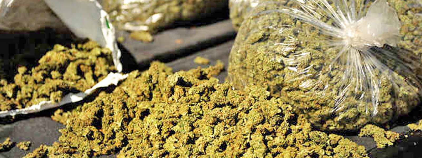 Suspect arrested in Mt Lavinia with 18 kg of ganja