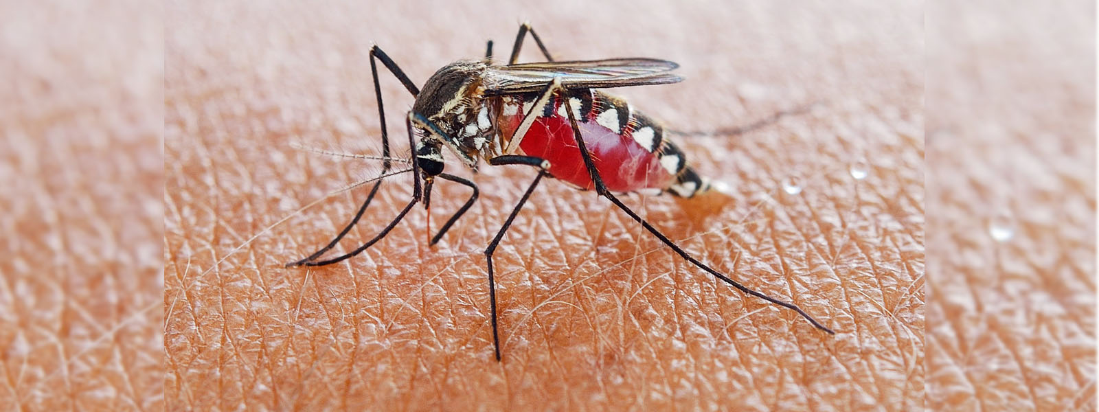 Malaria raising its head in Sri Lanka once again?