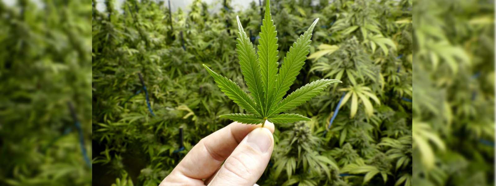 4 arrested for cultivating marijuana worth Rs.7 mn