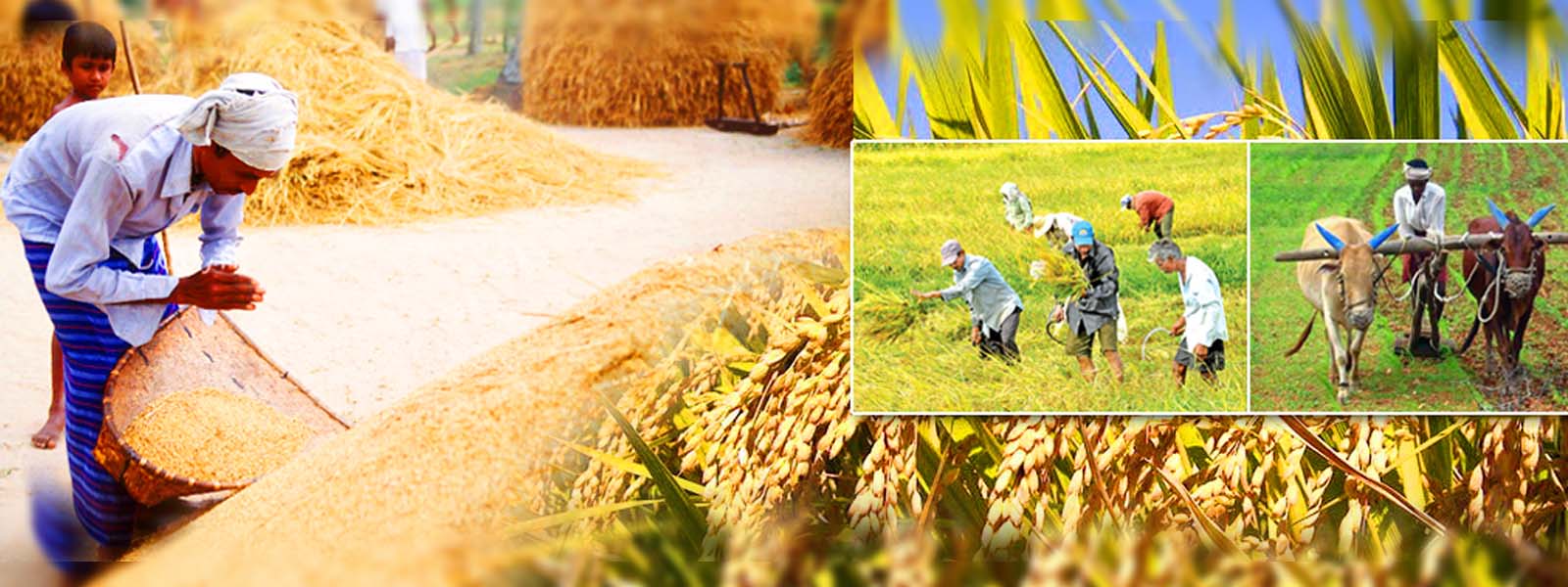 Farmers begin reaping Maha season paddy harvests 