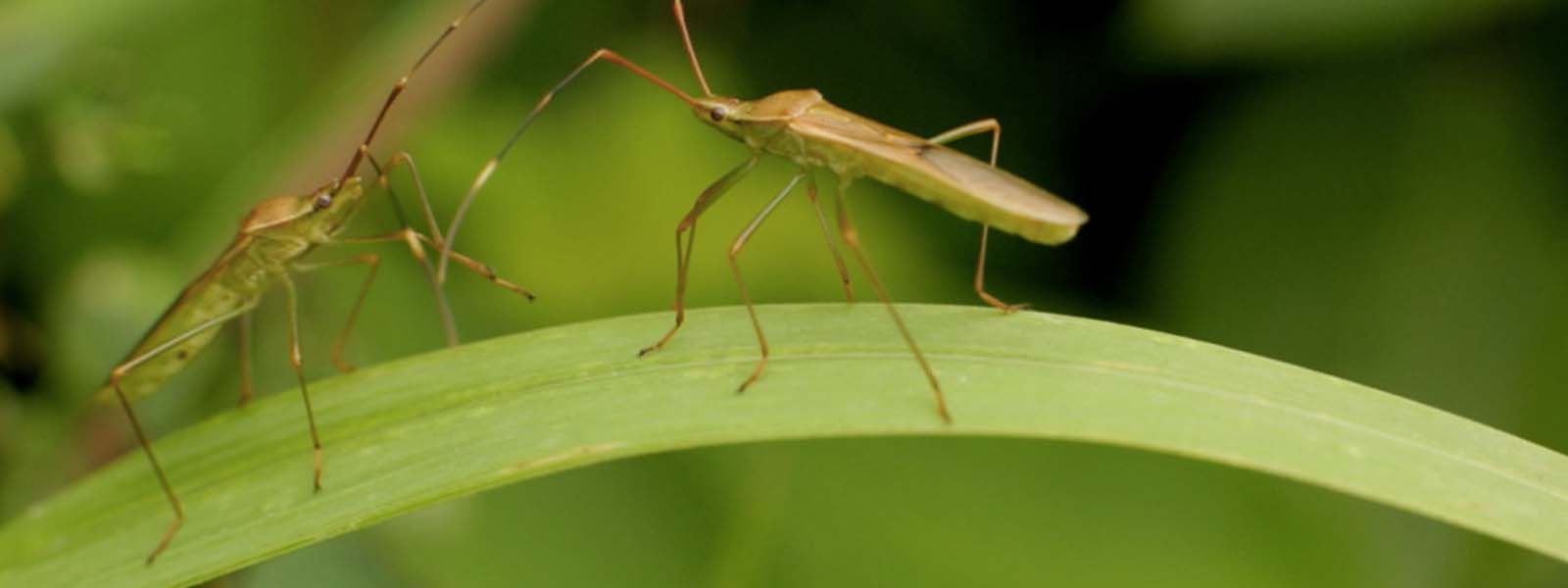 Pests destruct over 40,000 acres of paddy fields
